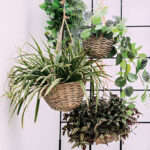 Creative Ways to Decorate Your Home with Plants